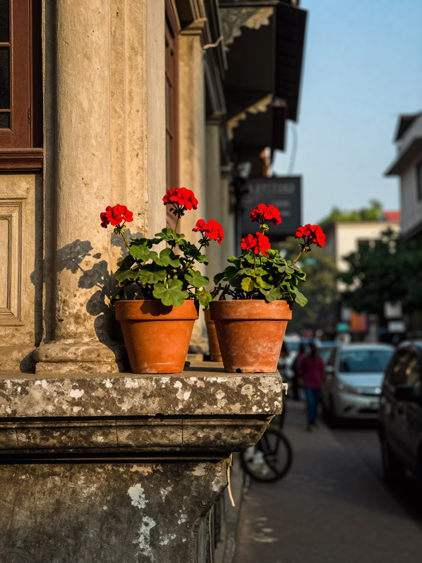 Kolkata Street Scene Late Afternoon Light with Potted Geraniums and Door Mats in in Kolkata, India
