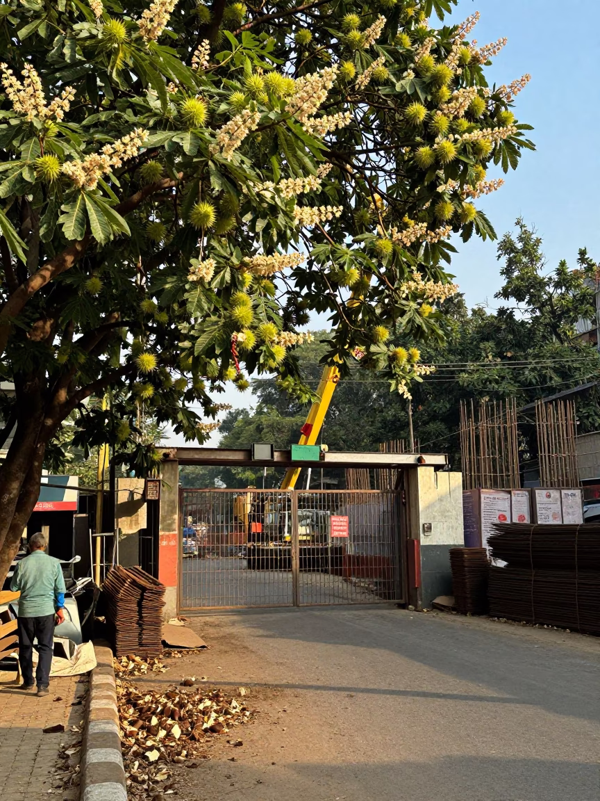 Kolkata Street Scene with Chestnut Tree Husks and Construction Site in Late Afternoon in in Kolkata, India