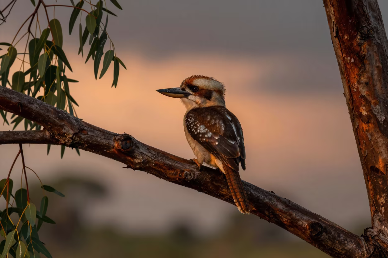 Kookaburra on Gum Tree in Copper Dusk Light in near Indore