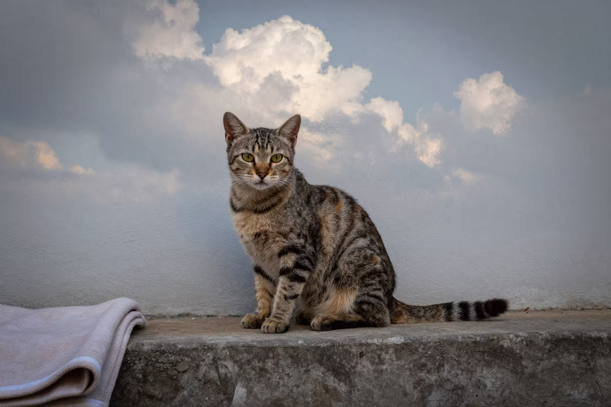 Kurilian Bobtail Cat by Yangon Courtyard Wall in beside a plain courtyard wall in clear daylight with the animal at eye level in Yangon