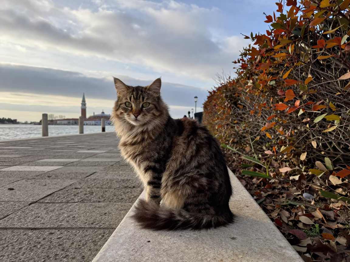 Kurilian Bobtail in Venice Park Autumn in along a quiet park path with soft open shade and a clean background near Cannaregio, Venice