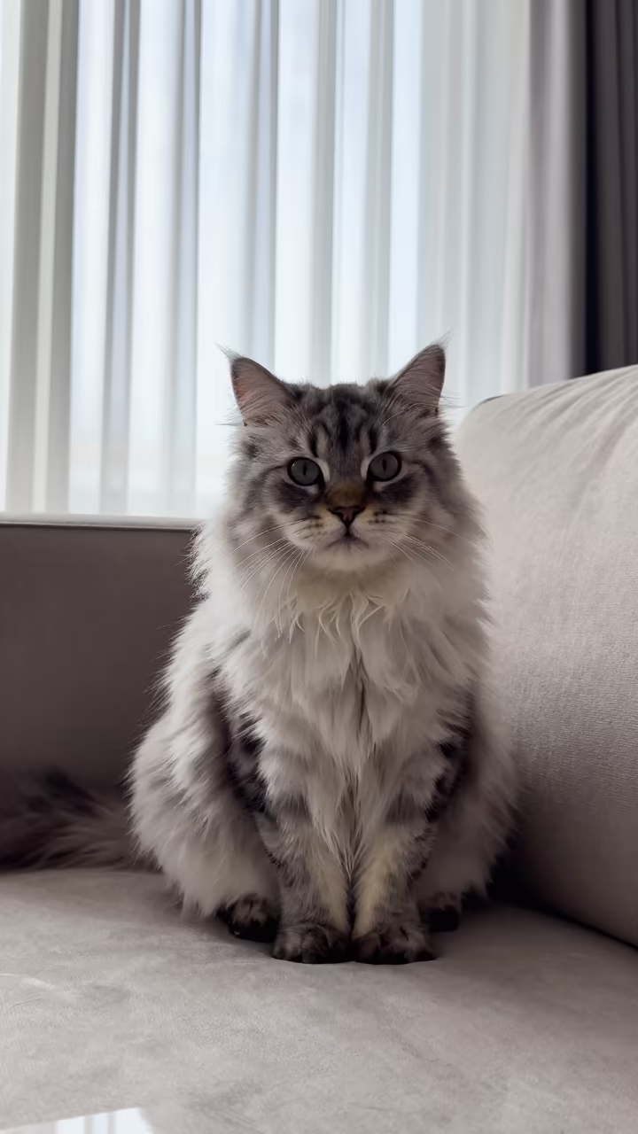Kurilian Bobtail Longhair Portrait Near Window in on a sofa near a curtained window with calm indoor light in Khartoum