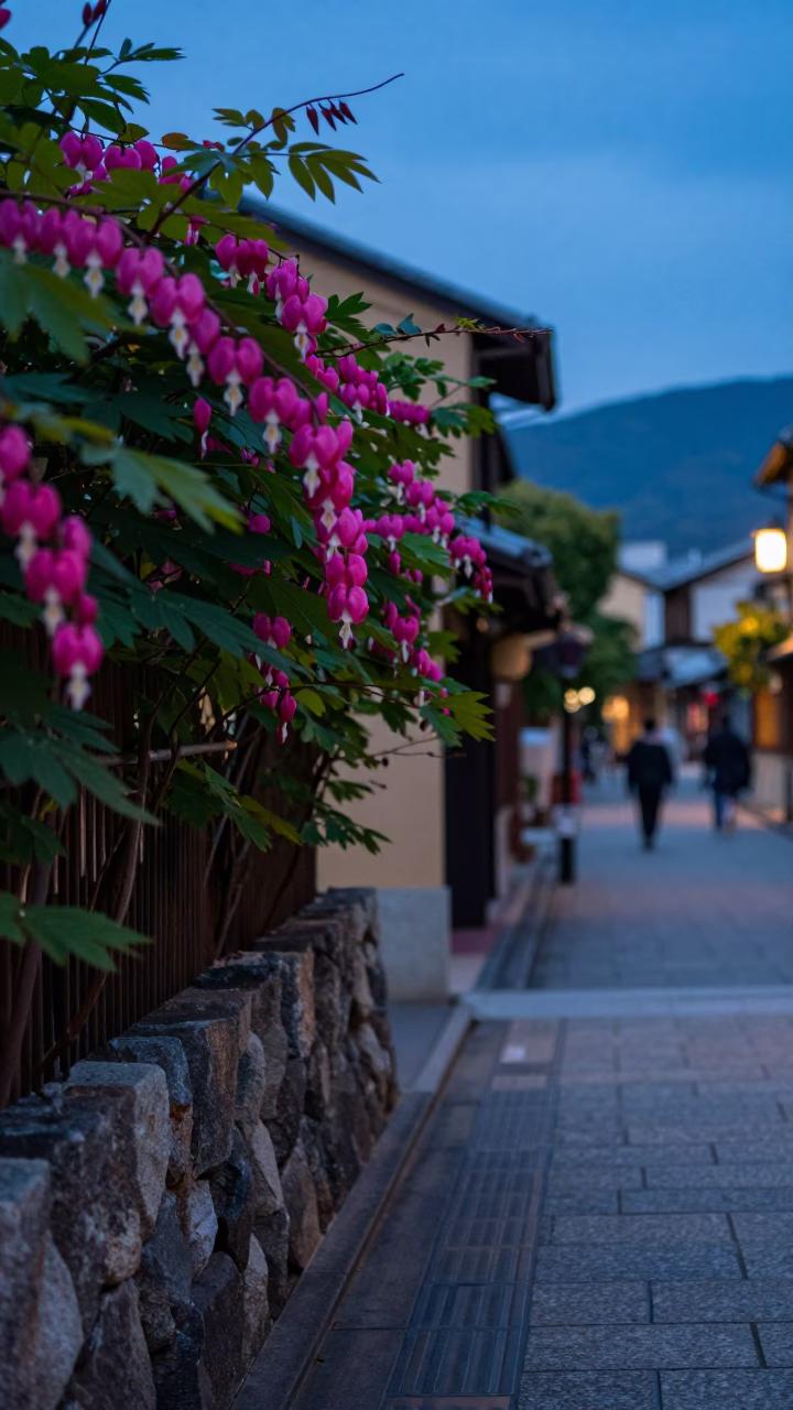 Kyoto Evening Street Scene with Bleeding Heart Vine and Traditional Lanterns in in Kyoto, Japan