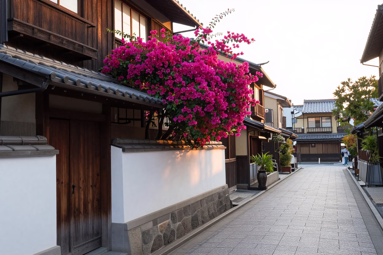 Kyoto Morning Street Scene with Bougainvillea and Traditional Architecture in in Kyoto, Japan