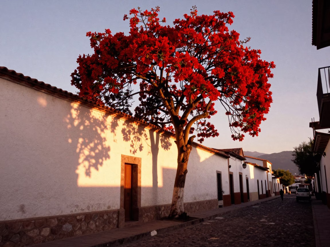 La Paz Bolivia Evening Street Scene with Flame Tree Bloom and Plaster Shadows in in La Paz, Bolivia