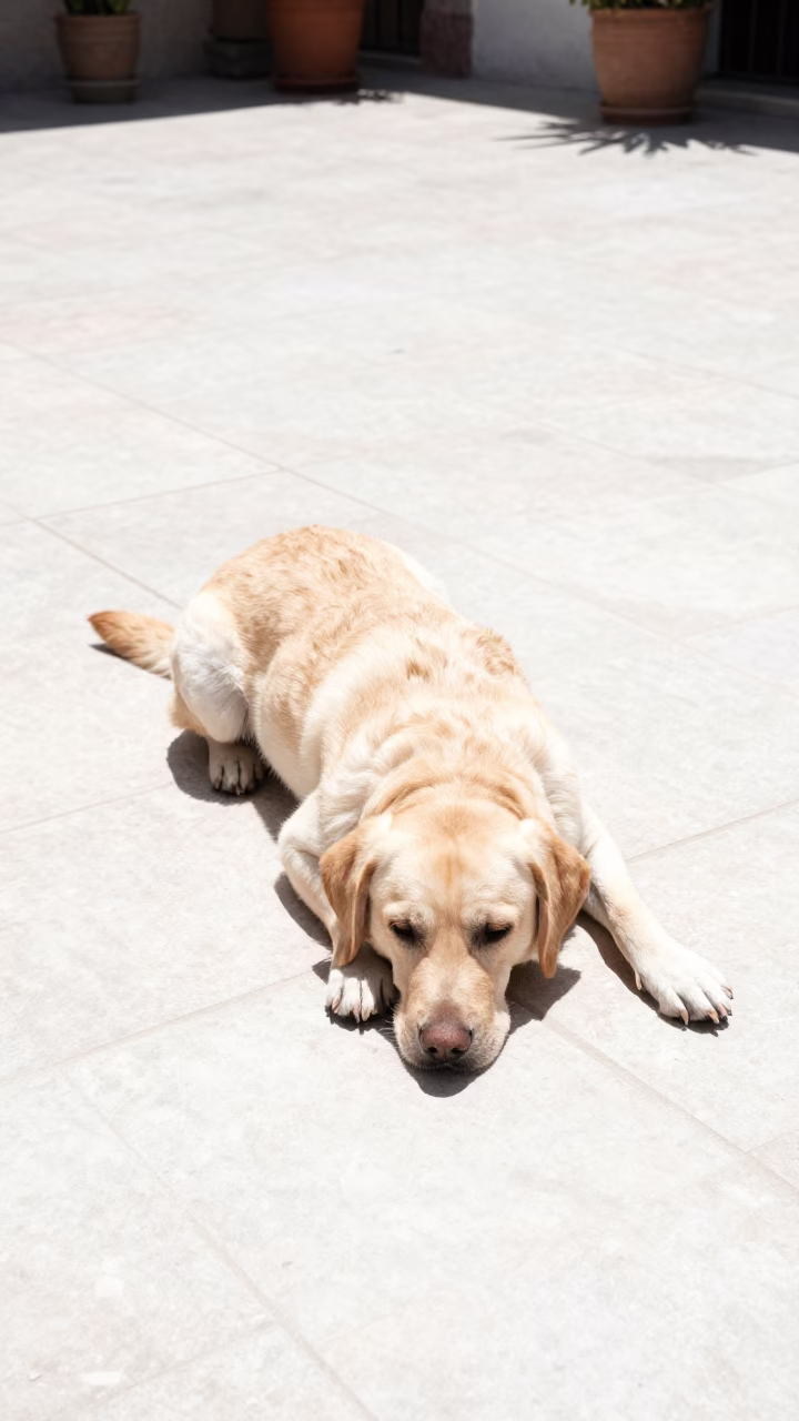 Labrador Retriever Resting on Tiled Patio Under Flat Noon Sun in Guadalajara Mexico Courtyard in in Guadalajara, Mexico