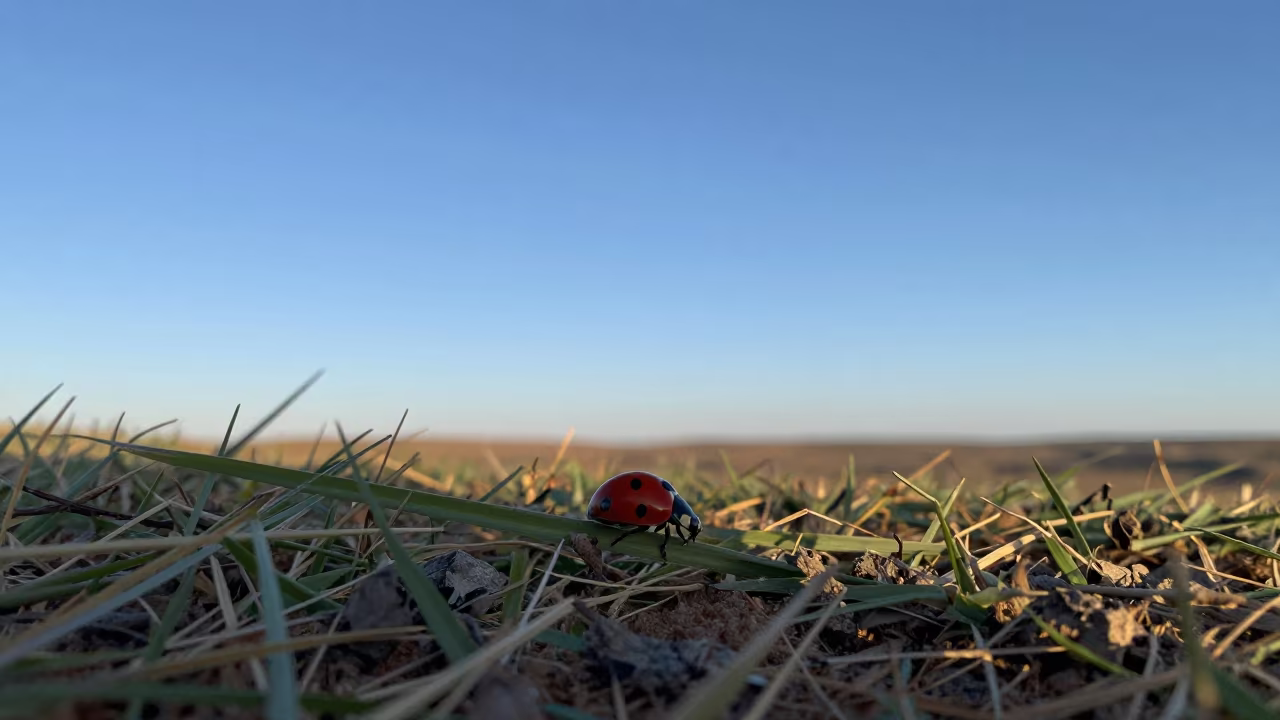 Ladybug on Grass Blade Near Windhoek Ridge in on a wind-scoured ridge near Windhoek