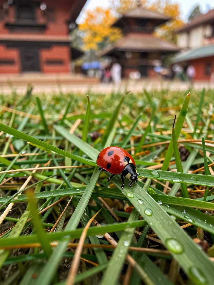 Ladybug on Grass Near Lalitpur Noon in near Lalitpur