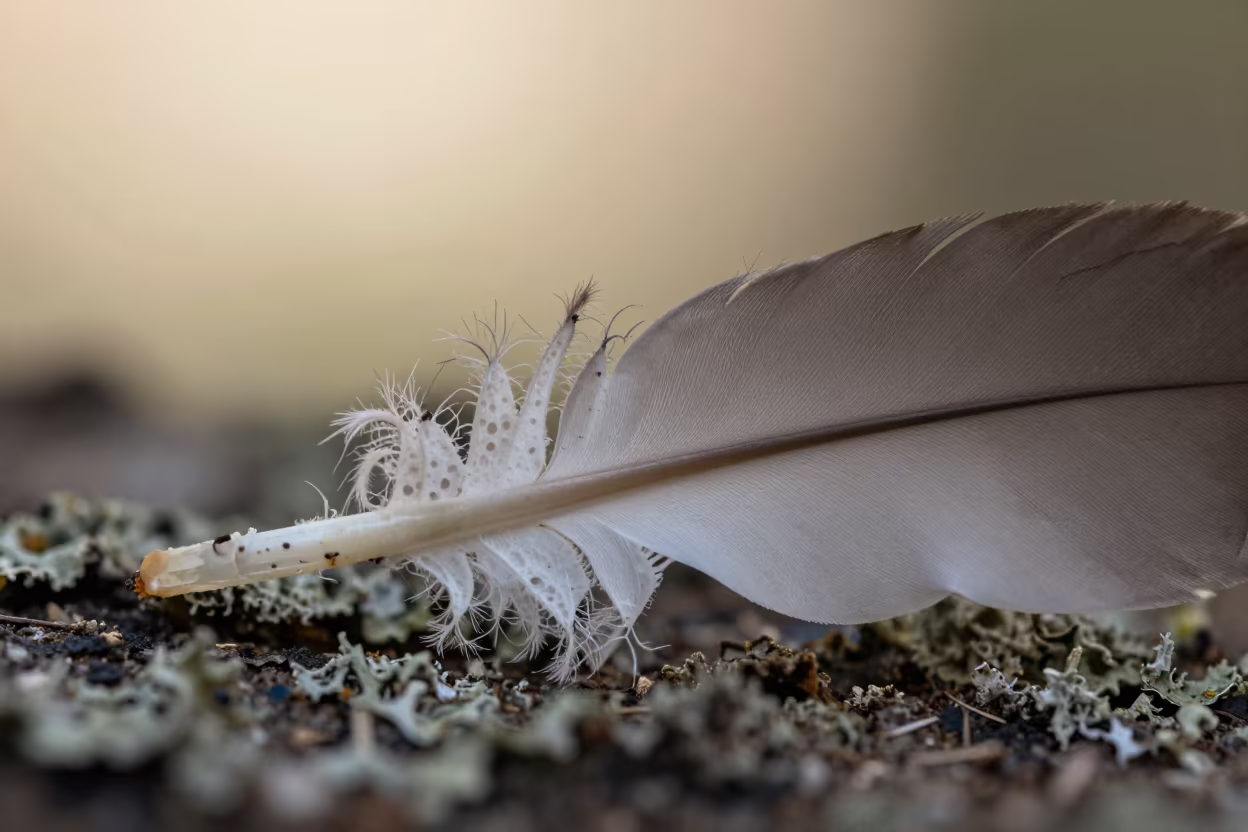 Lagos Feather Quill Cross Section Macro in on lichen-covered bark in Lagos