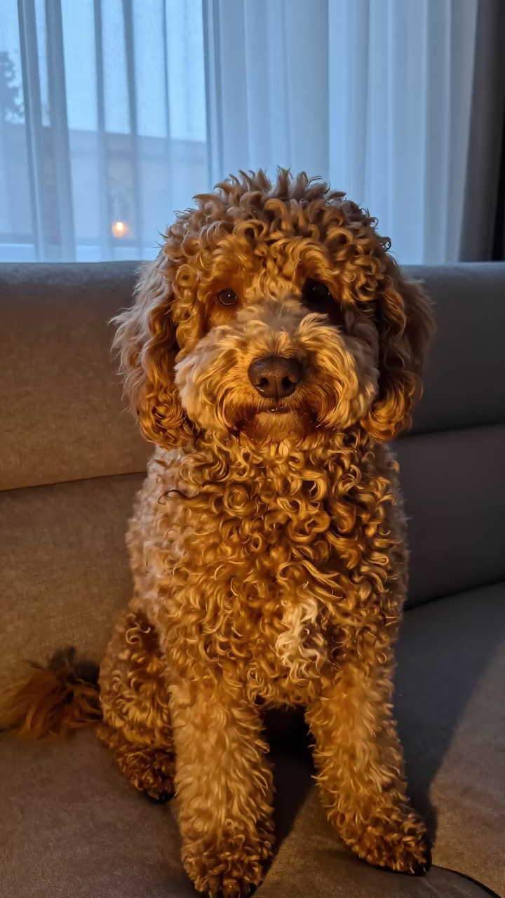 Lagotto Romagnolo Portrait in Urgench Evening Light in on a sofa near a curtained window with calm indoor light in Urgench