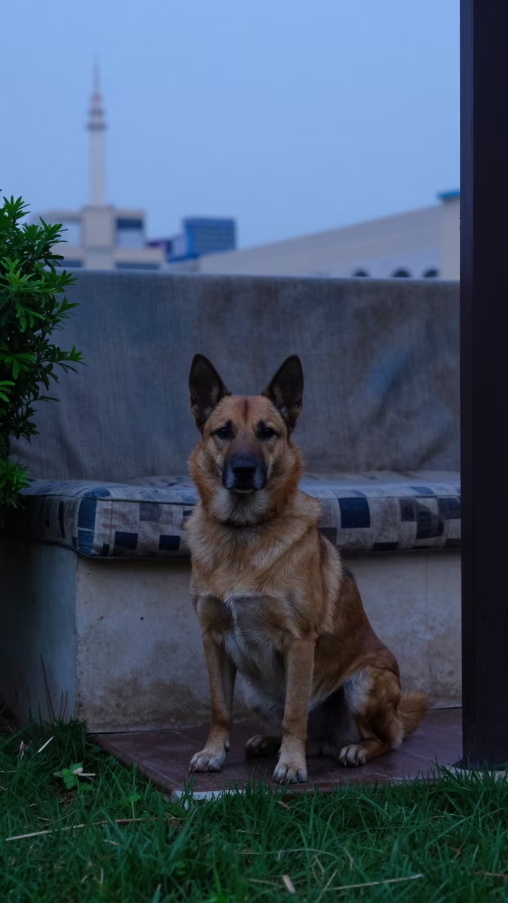 Lancashire Heeler on Shaded Porch in Mecca Wet Season in in a small yard with clipped grass, calm light, and the animal centered in frame in Mecca