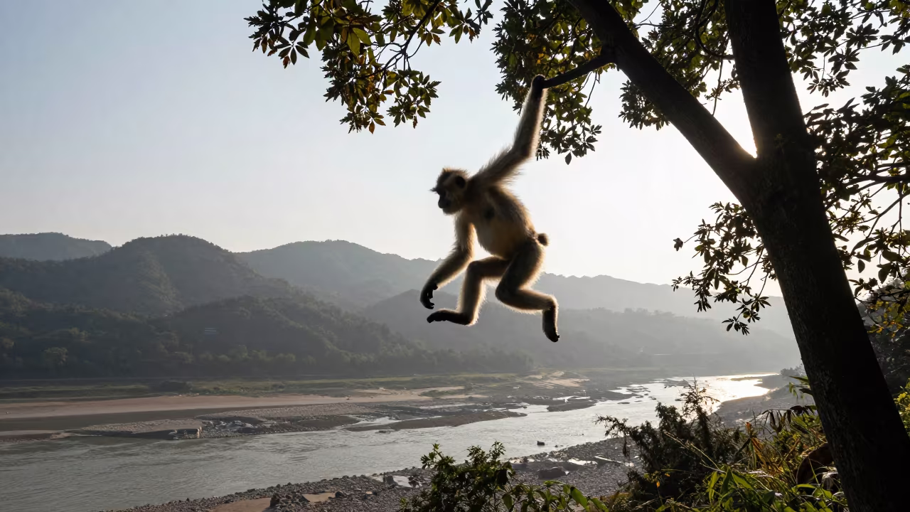 Langur Monkey Silhouette Leaping Over Tidal Inlet in beside a tidal inlet near Chongqing