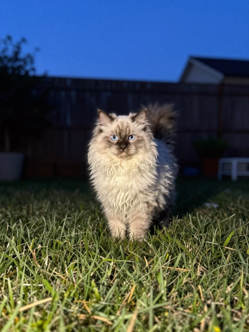 LaPerm Cat in Winter Garden Starlight in in a small yard with clipped grass, calm light, and the animal centered in frame in Parma