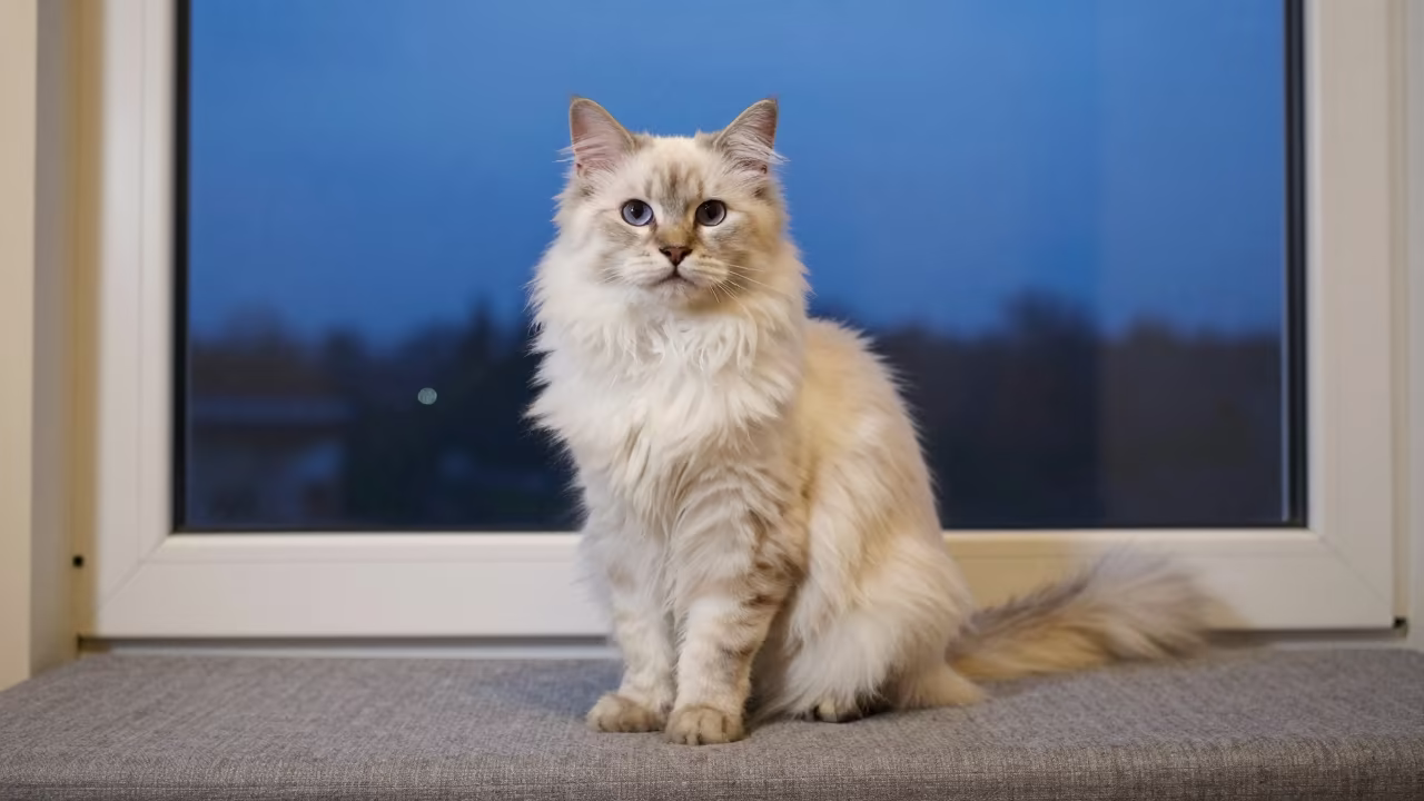 LaPerm Cat Portrait on Window Seat in on a cushioned window seat with soft side light and an uncluttered background in Porlamar