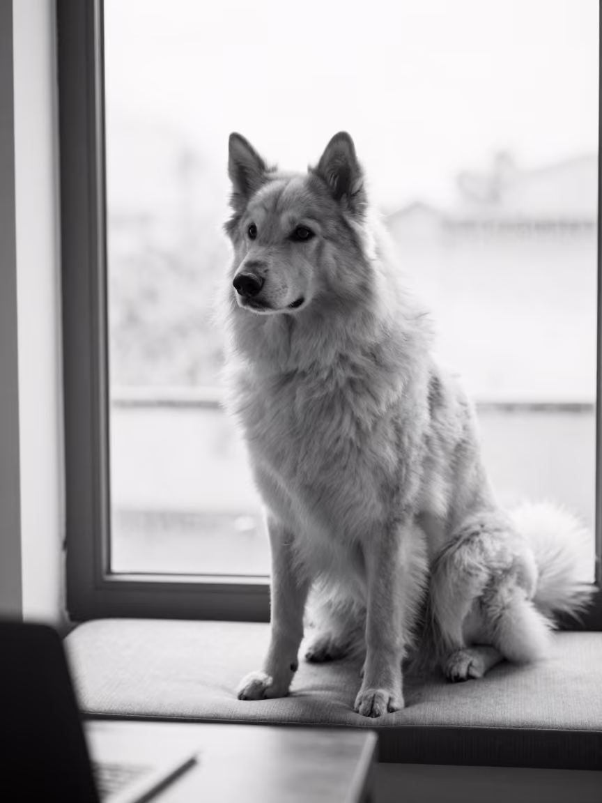 Lapponian Herder Portrait on Window Seat in on a cushioned window seat with soft side light and an uncluttered background in Phnom Penh