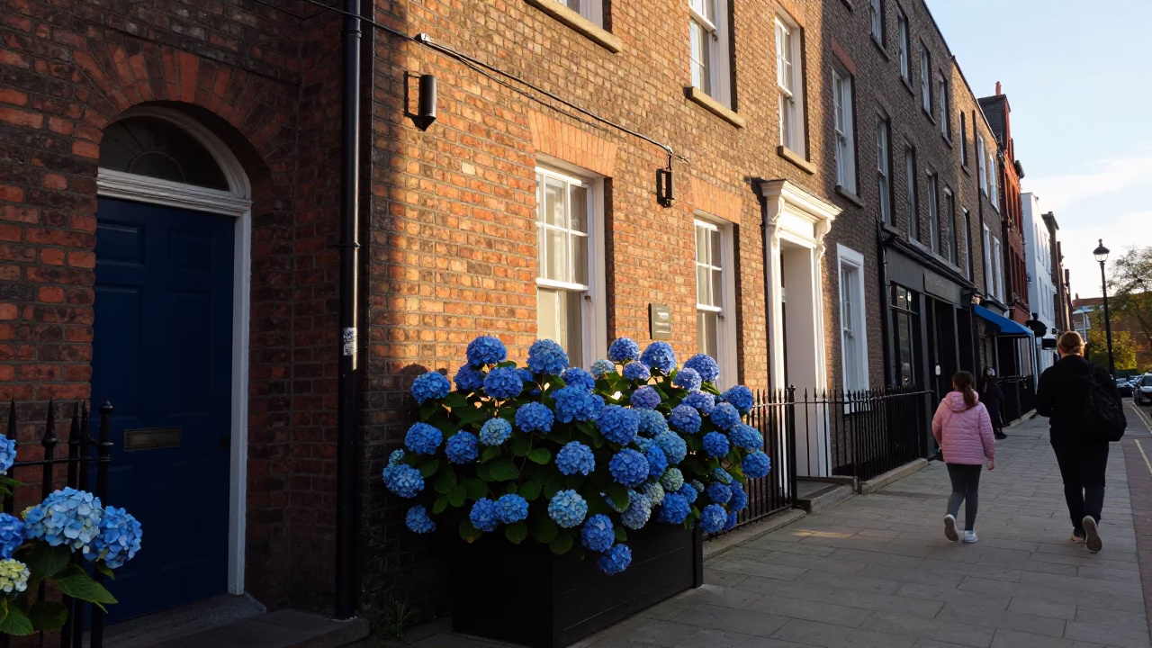 Late Afternoon Dublin Street Scene with Hydrangeas and School Bell Schedule in in Dublin, Ireland