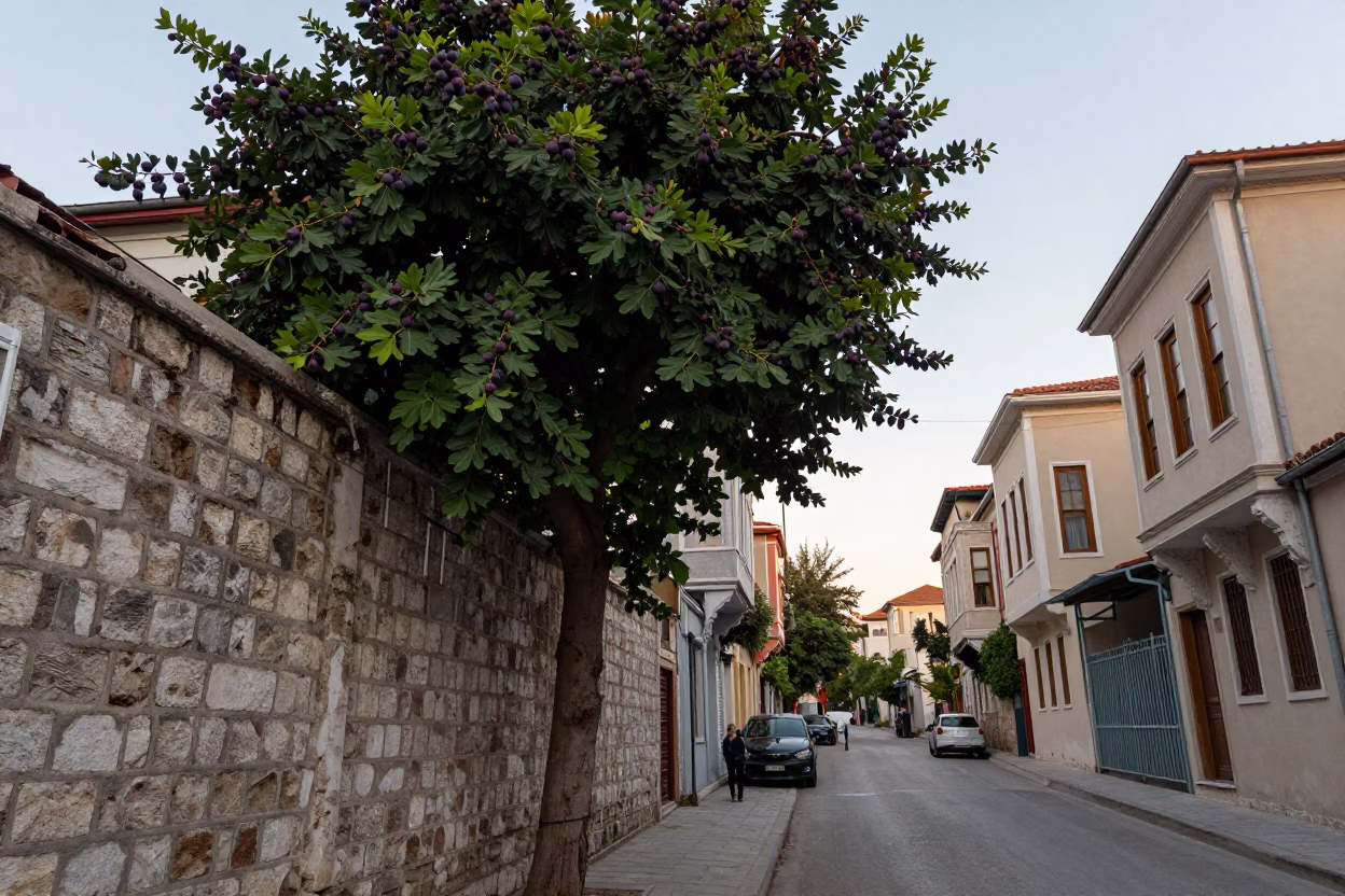 Late Afternoon Istanbul Street Scene with Fig Tree and Vintage Motorcycle in in Istanbul, Turkey