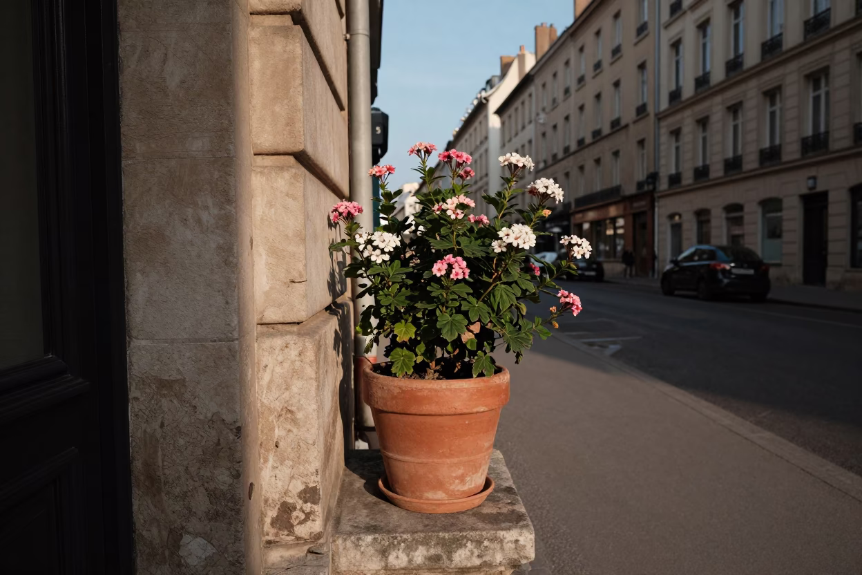 Late Afternoon Lyon Street Scene with Flowering Plant and Garden Benches in in Lyon, France