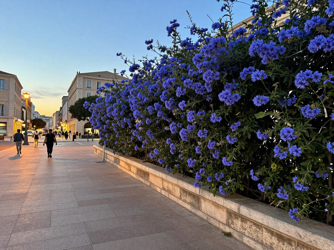 Late Afternoon Marseille Street Scene with Plumbago Hedge and Glass Bench Near Old Port in in Marseille, France