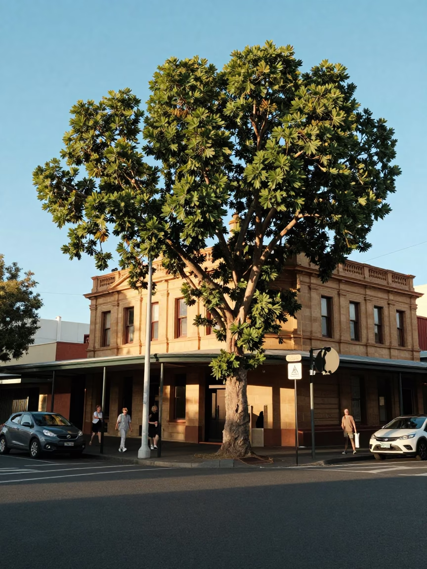 Late Afternoon Perth Street Scene with Fig Tree and Local Cafe Interaction in in Perth, Western Australia, Australia