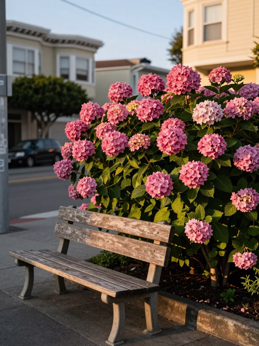 Late Afternoon San Francisco Street Scene with Hydrangea Bush and Rain Boots in in San Francisco, California, United States