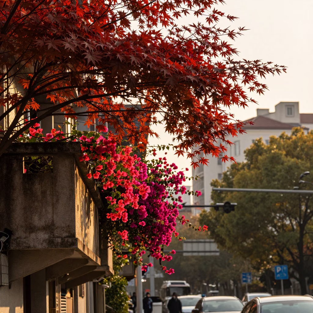 Late Afternoon Shanghai Street Scene with Japanese Maple and Bougainvillea in in Shanghai, China