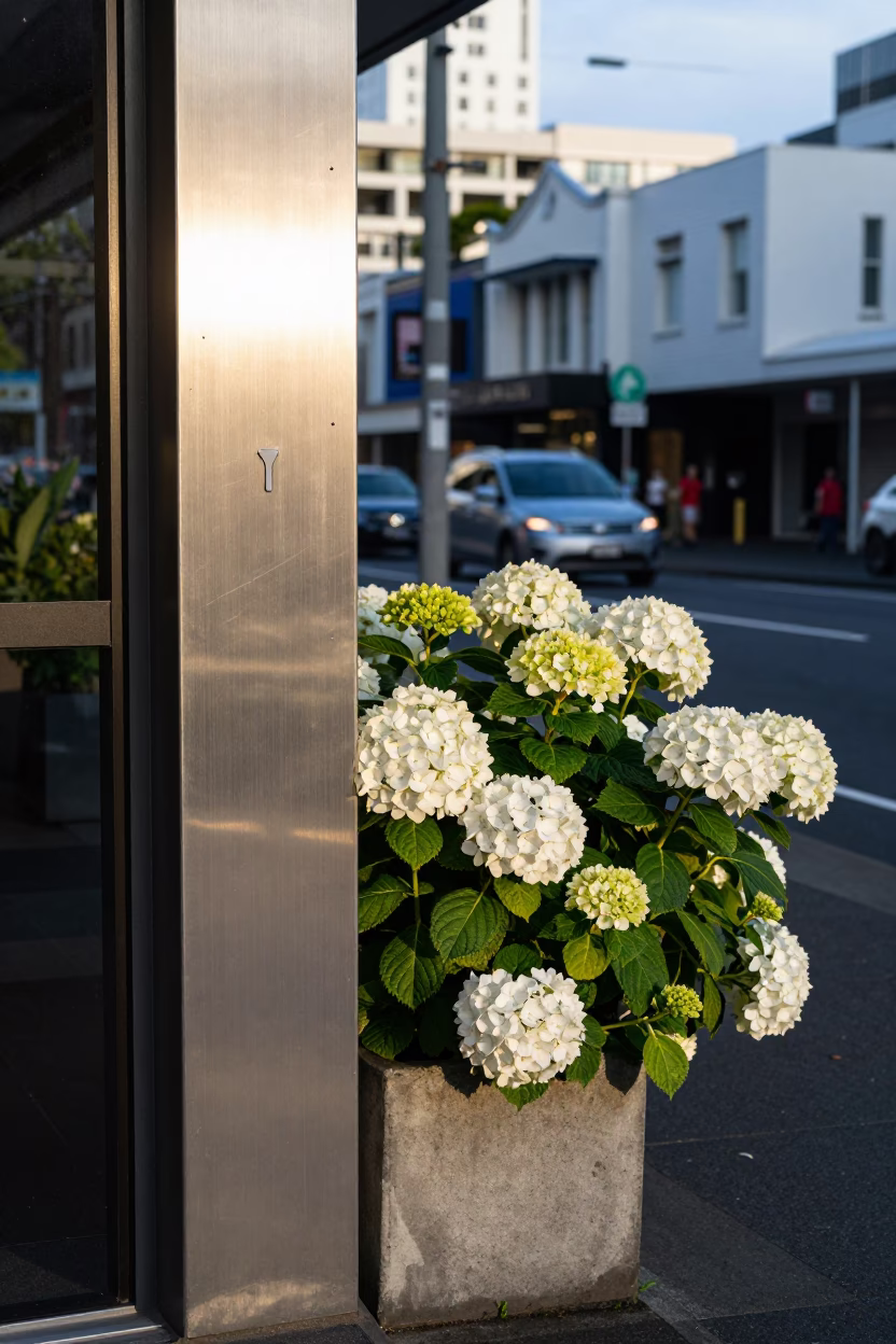 Late Afternoon Street Scene in Auckland New Zealand with Brushed Steel and Hydrangeas in in Auckland, New Zealand