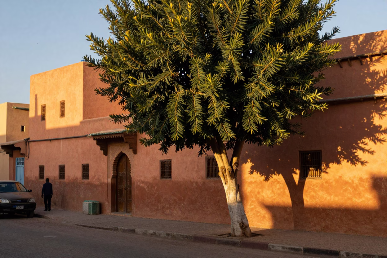 Late Afternoon Street Scene in Marrakech Morocco with Euphorbia Candelabra Tree and Metal Bucket in in Marrakech, Morocco
