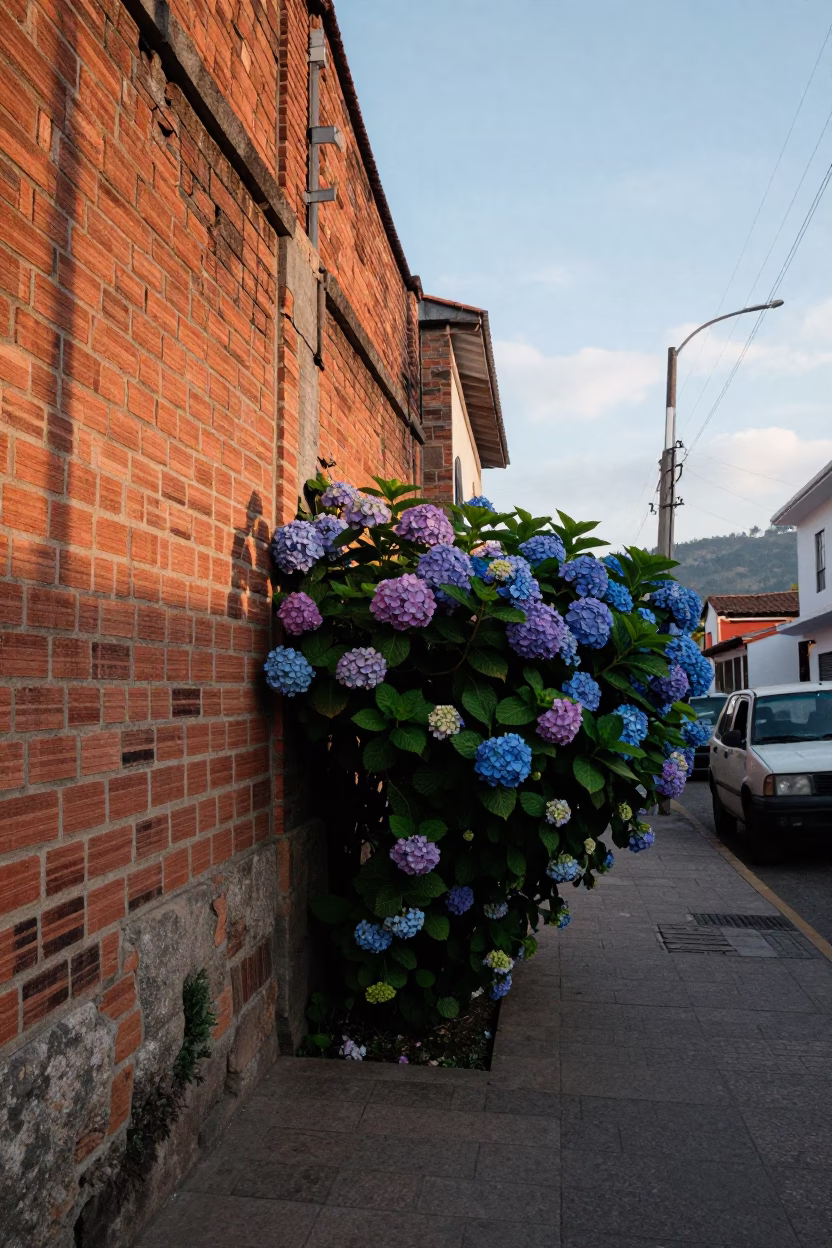 Late Afternoon Street Scene in Medellin Colombia with Hydrangea Bush in in Medellin, Colombia