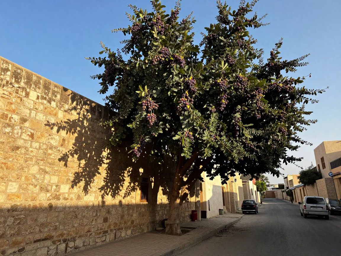 Late Afternoon Street Scene in Muscat Oman with Fig Tree and Traditional Kitchen Sink in in Muscat, Oman