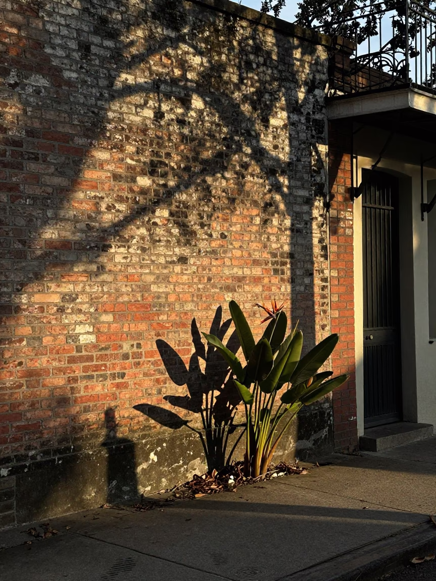 Late Afternoon Street Scene in New Orleans Louisiana Featuring Bird of Paradise Flower in in New Orleans, Louisiana, United States