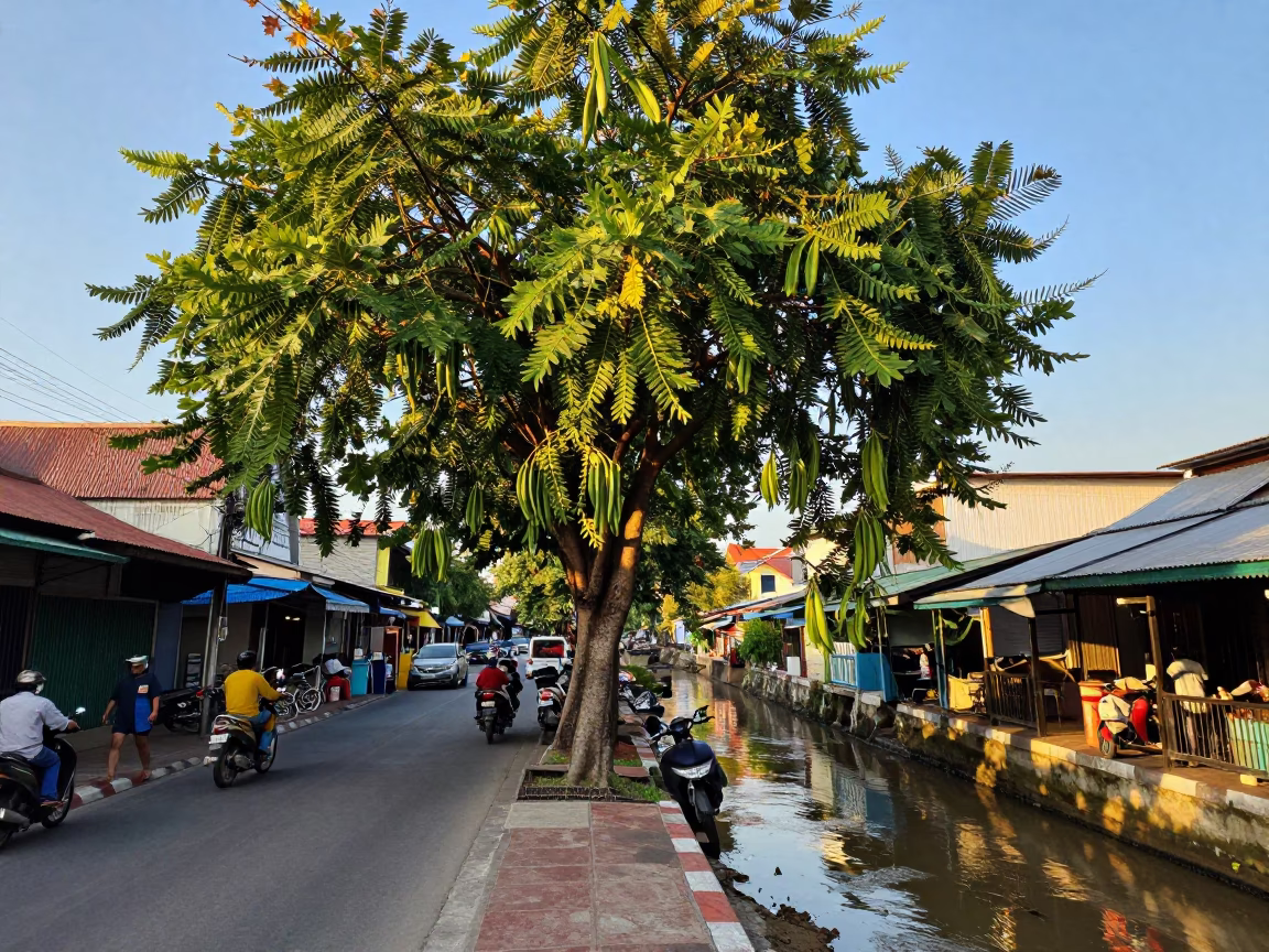 Late Afternoon Street Scene in Phuket Thailand with Tamarind Tree and Canal Edge in in Phuket, Thailand