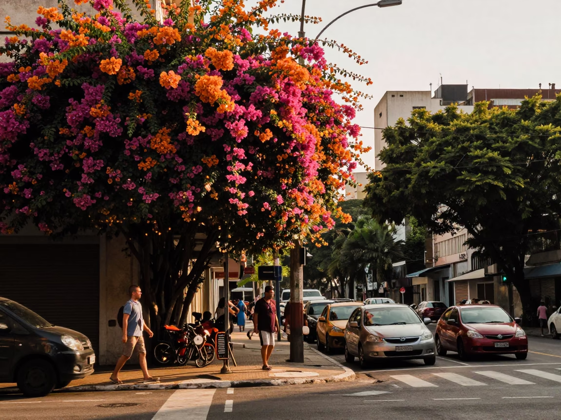 Late Afternoon Street Scene in São Paulo Brazil with Bougainvillea and Local Vendor in in São Paulo, Brazil