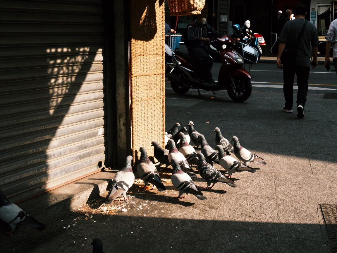 Late Afternoon Street Scene in Taipei Taiwan with Pigeons and Wicker Shadows in in Taipei, Taiwan