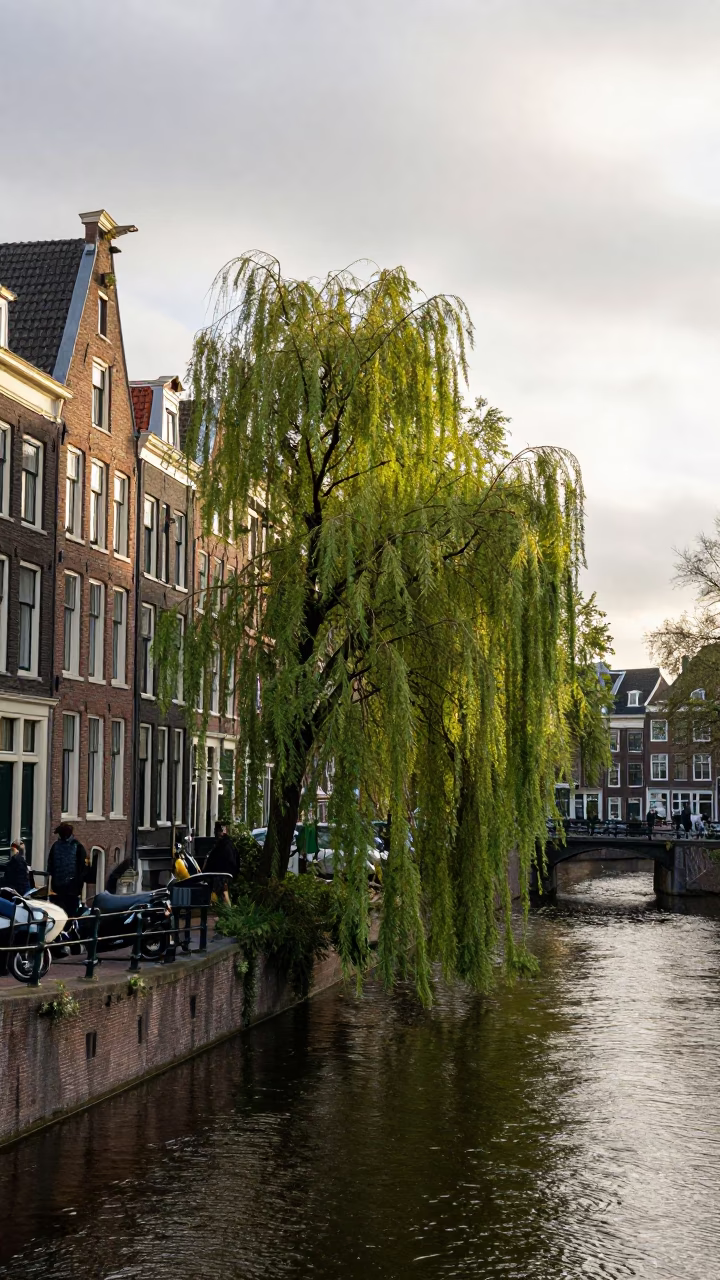 Late Morning Canal Scene in Amsterdam Netherlands with Weeping Willow Over Water in in Amsterdam, Netherlands