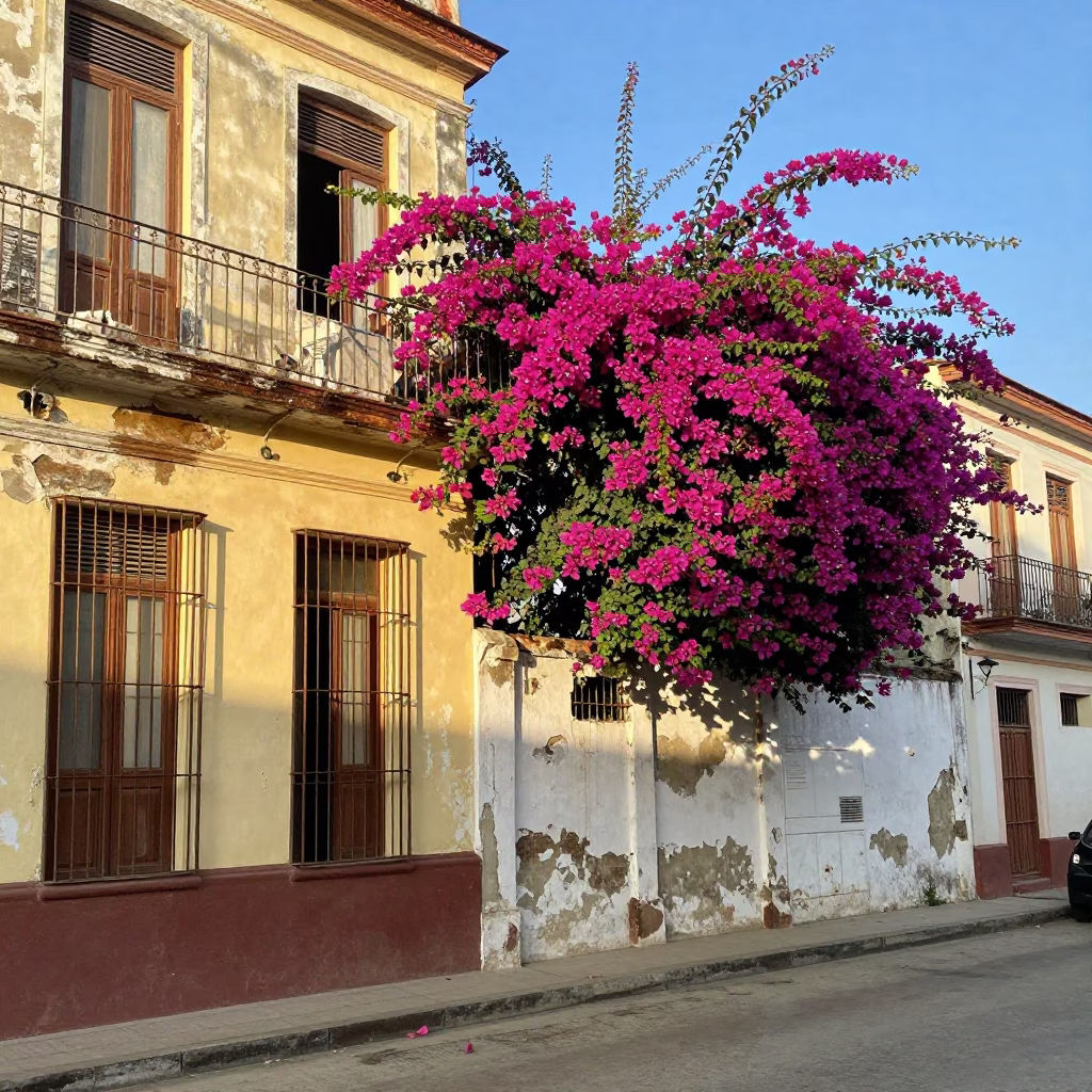 Late Morning Havana Street Scene with Bougainvillea and Weathered Architecture in in Havana, Cuba