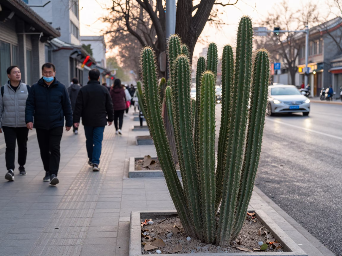 Late Morning in Beijing at The Late Morning Light in in Beijing, China