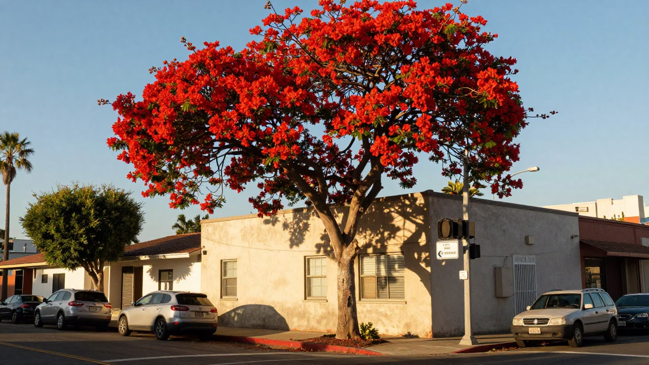 Late Morning in San Diego at The Late Morning Light in in San Diego, California, United States