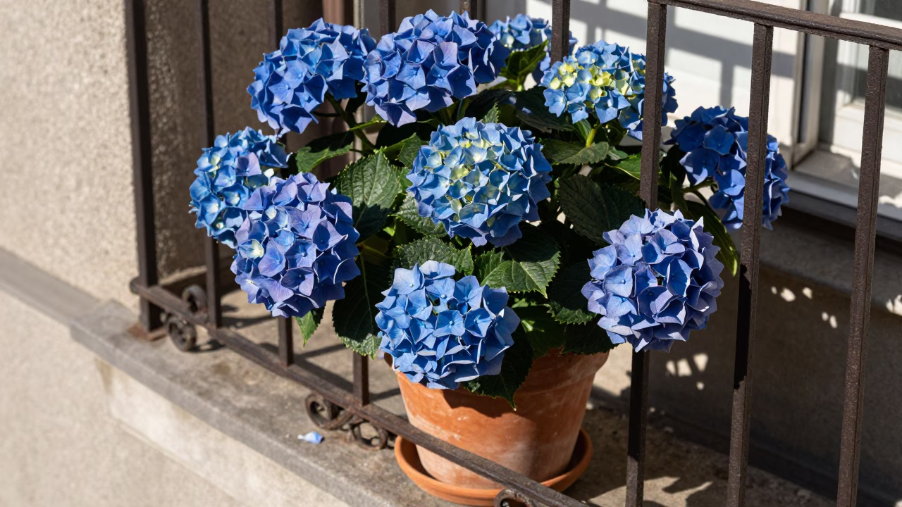 Late Morning Light on Hydrangeas in in Budapest, Hungary