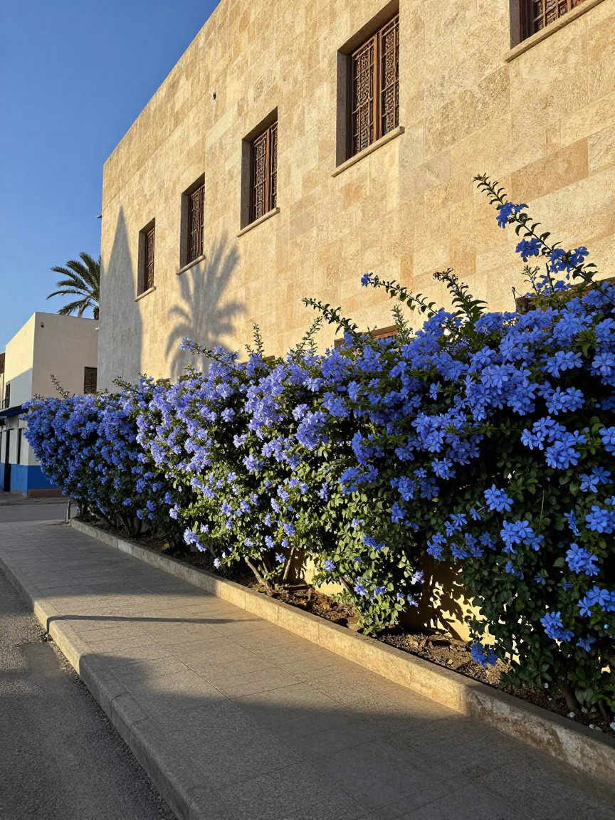 Late Morning Street Scene in Casablanca Morocco with Blue Plumbago Hedge in in Casablanca, Morocco