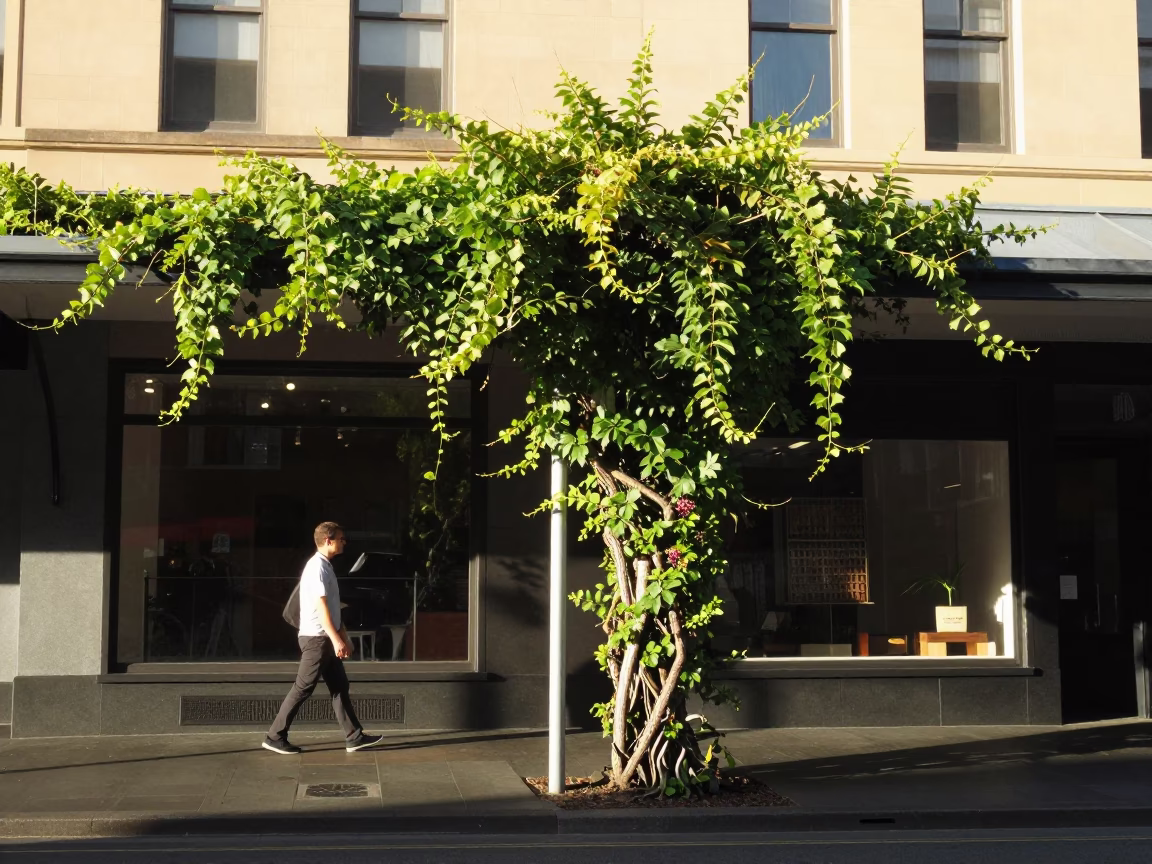 Late Morning Street Scene in Hobart Tasmania Australia with Vine and Dam Spillway in in Hobart, Tasmania, Australia