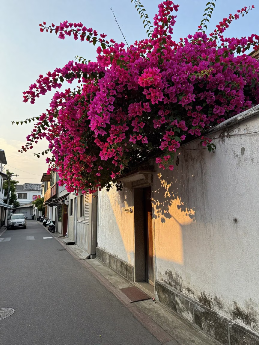 Late Morning Street Scene in Kaohsiung Taiwan with Bougainvillea and Daily Life in in Kaohsiung, Taiwan