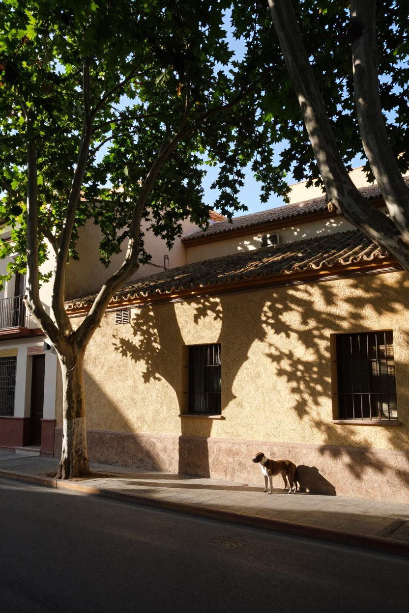 Late Morning Street Scene in Valencia Spain with Dogo Argentino and Leaf Shadows in in Valencia, Spain