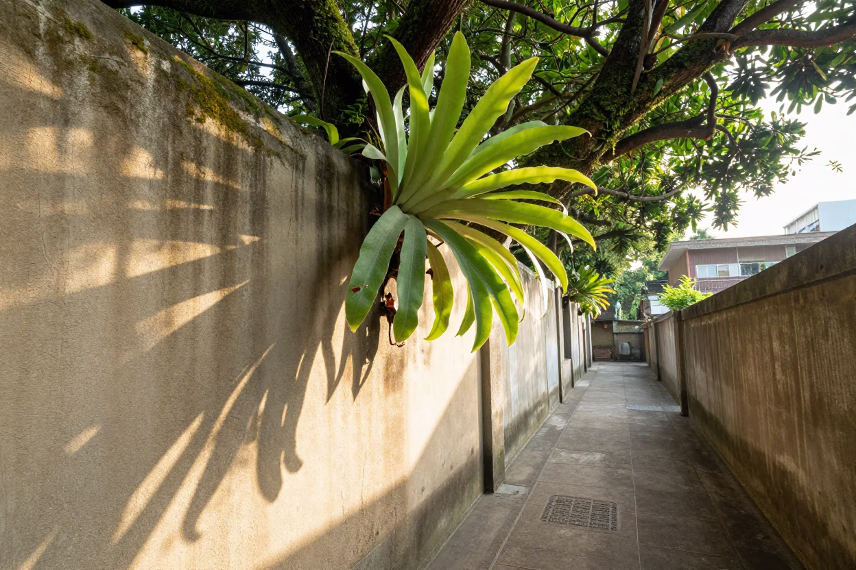 Late Morning Sunlight and Staghorn Ferns on Mossy Trunk in Taipei Alleyway in in Taipei, Taiwan