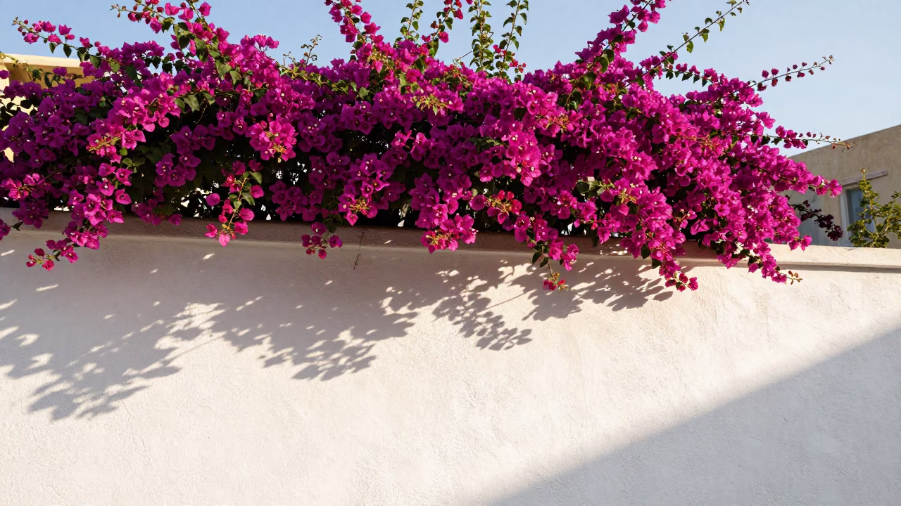 Late Morning Sunlight on White Garden Wall with Bougainvillea in Beirut Lebanon in in Beirut, Lebanon