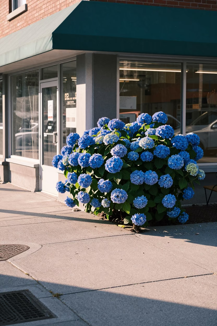 Late Morning Toronto Street Scene with Blue Hydrangeas and Local Cafe Culture in in Toronto, Ontario, Canada