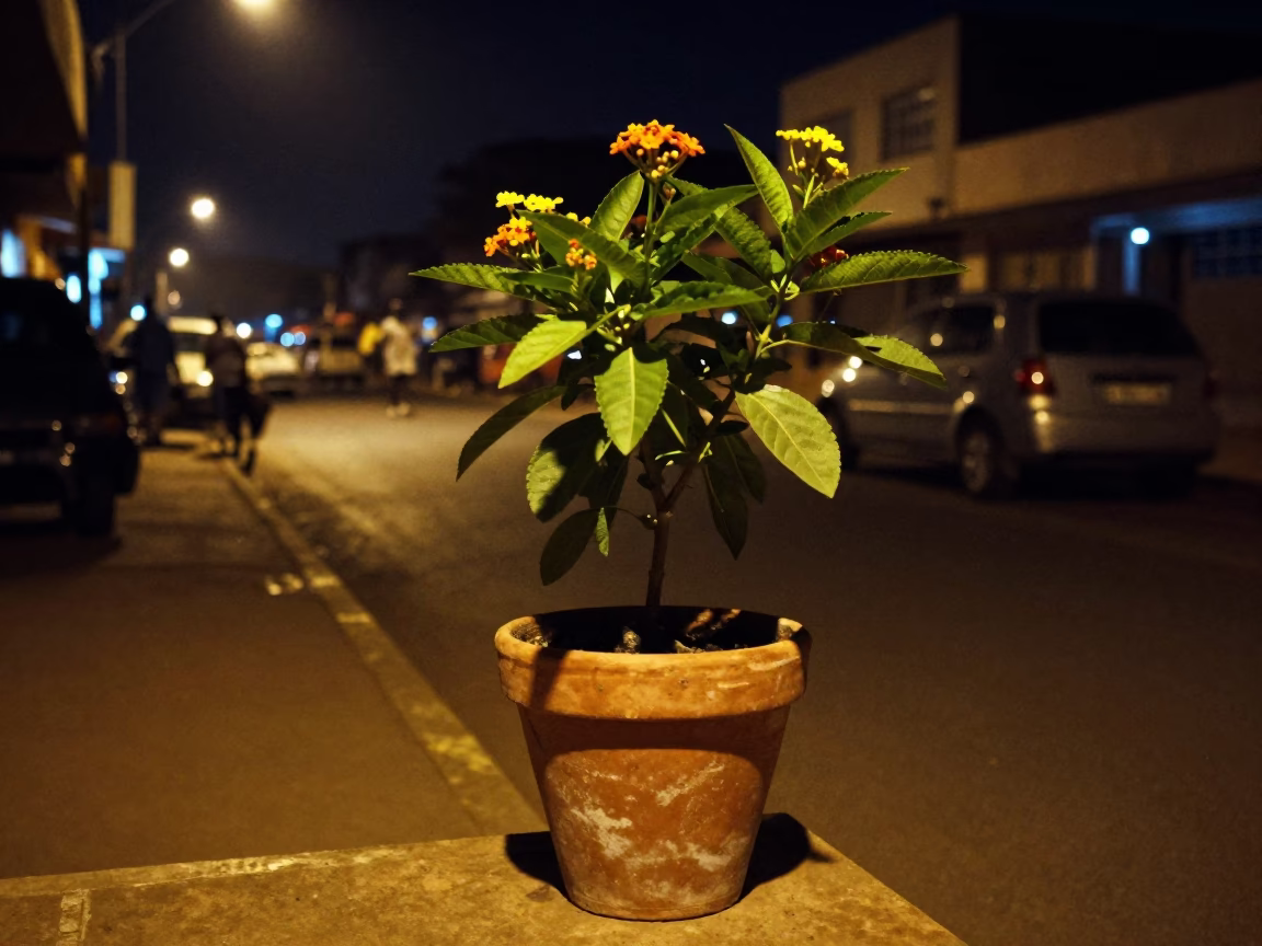 Late Night Accra Street Scene with Flowering Plant and Embroidered Cushion in in Accra, Ghana