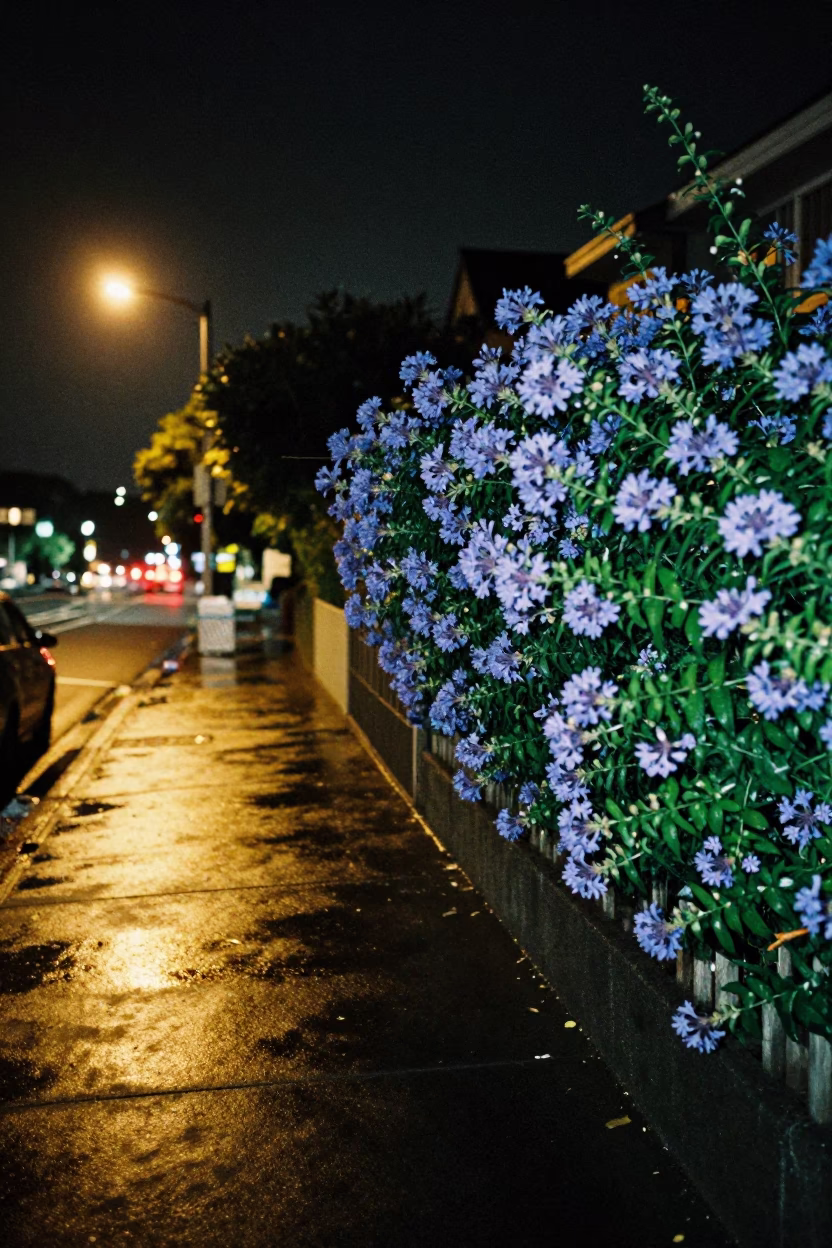 Late Night Auckland Street Scene with Plumbago Hedge and Busy Harbor Tugboat in Background in in Auckland, New Zealand