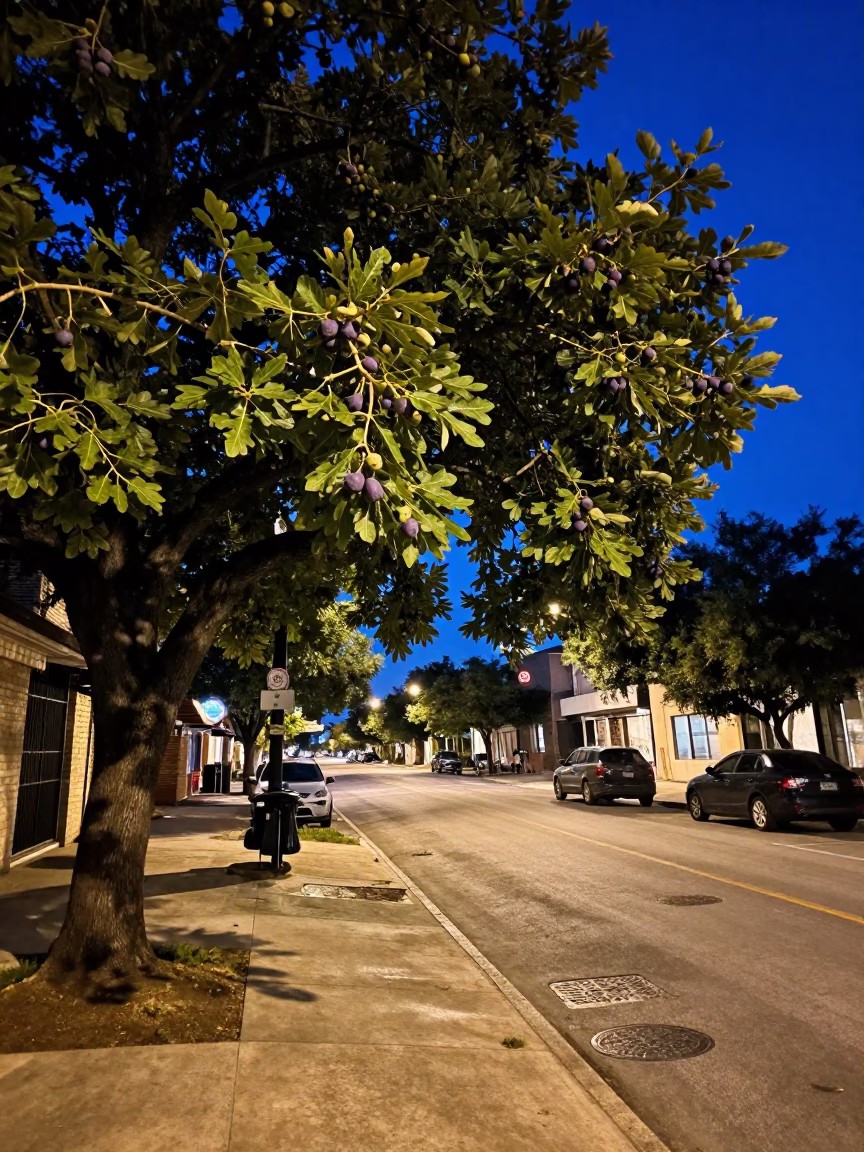 Late Night Austin Texas Street Scene with Fig Tree and Thermometer at Midnight in in Austin, Texas, United States