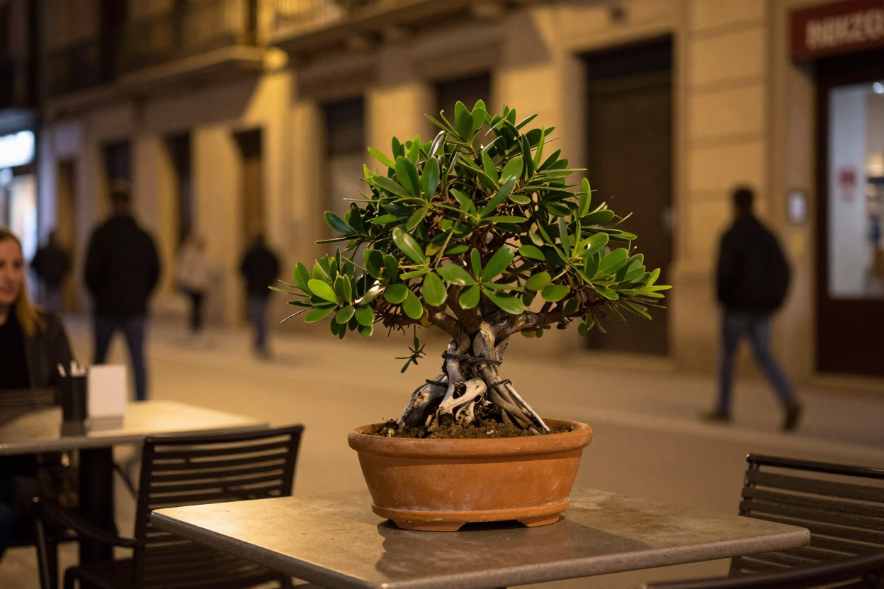 Late Night Barcelona Street Scene with Jade Plant and Tea Tin in in Barcelona, Spain